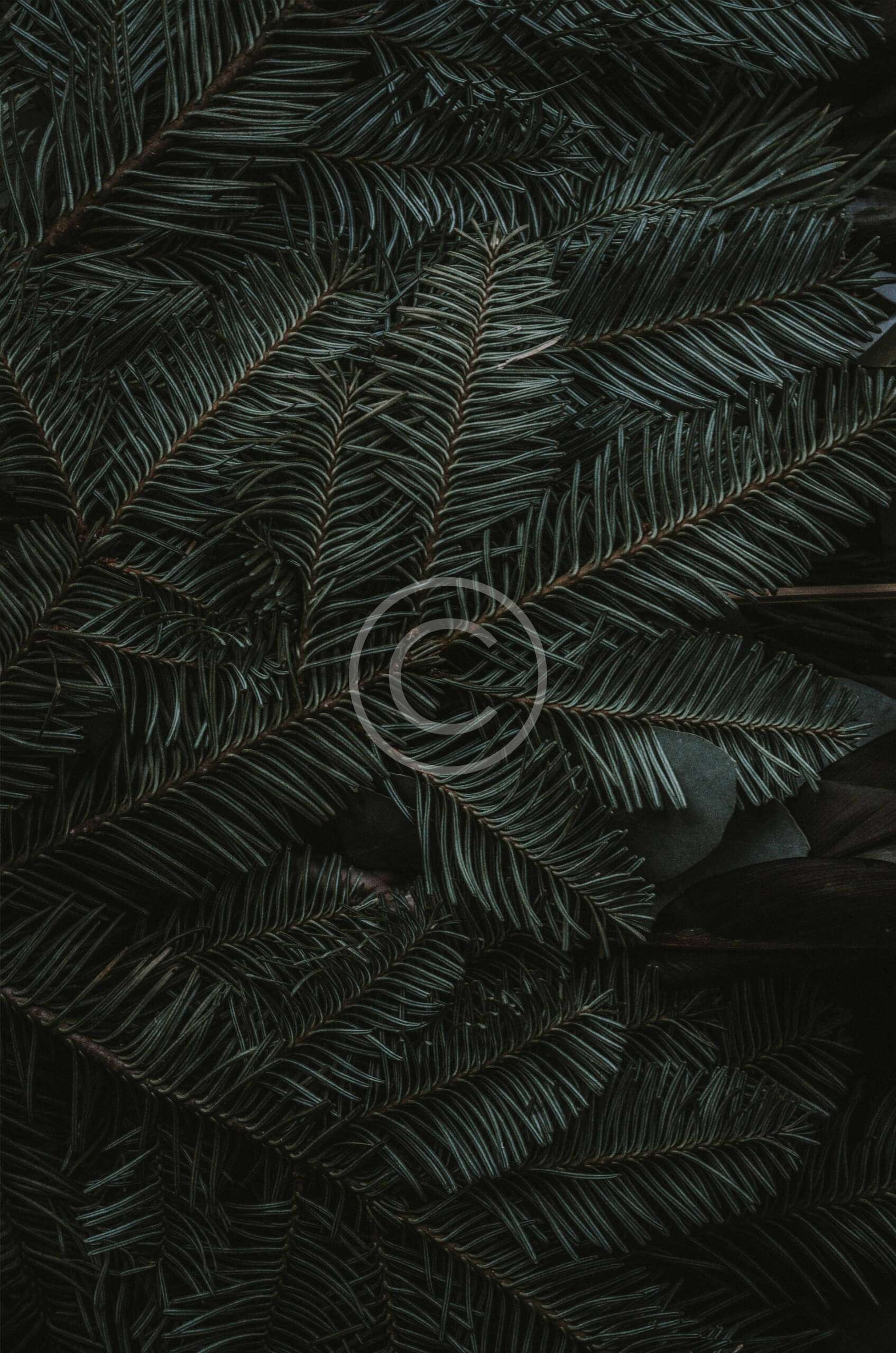 عالم التصوير الرائع